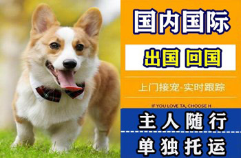泉州宠物托运公司泉州宠物托运公司泉州宠物托运公司
