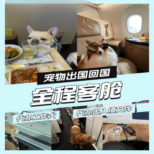 泉州宠物托运到白俄罗斯宠物入境规定和要求