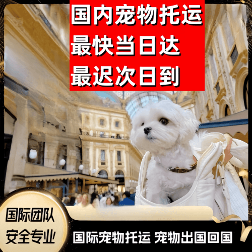 泉州到澳大利亚（澳洲）宠物入境规定和要求
